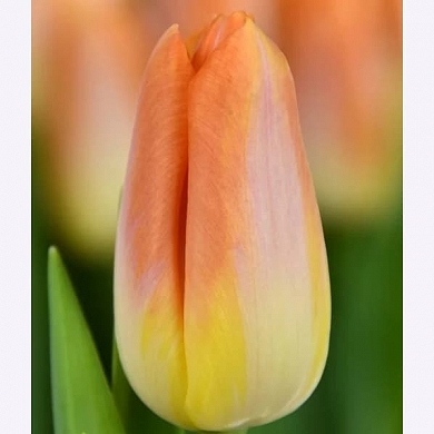 Dynasty Lava (нет в наличии)