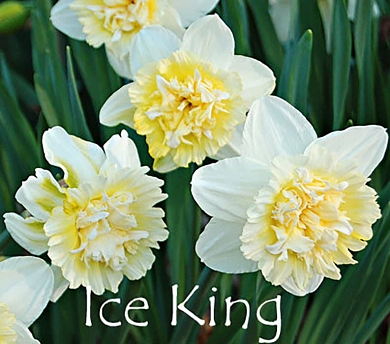 Obdam = Ice King (нет в наличии)