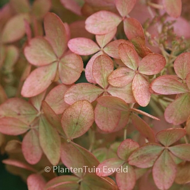 Гортензия Фантом (Phantom) (нет в наличии)