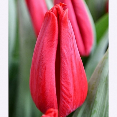 First Star (нет в наличии)