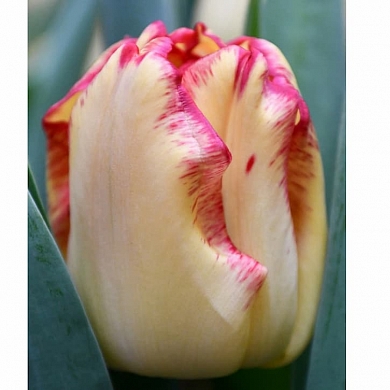 Cape Town (нет в наличии)