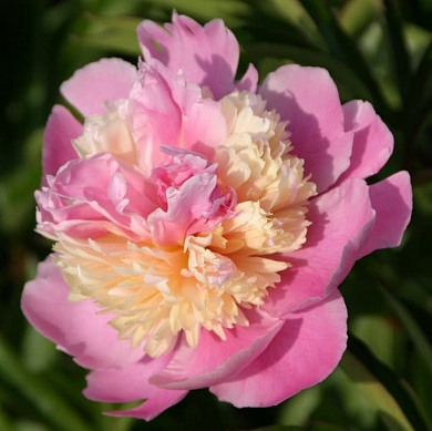 Пион Сорбет (Sorbet)