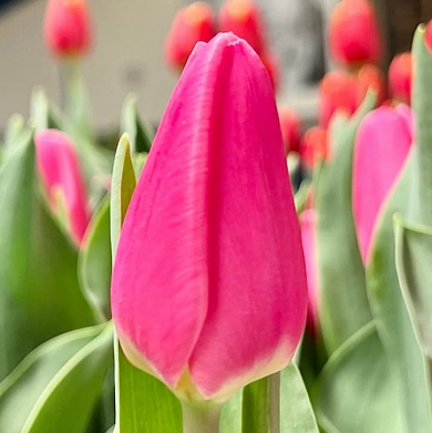 Тюльпан Молто Амата (Molto Amata) (нет в наличии)