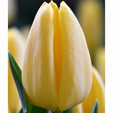 Avocado (нет в наличии)