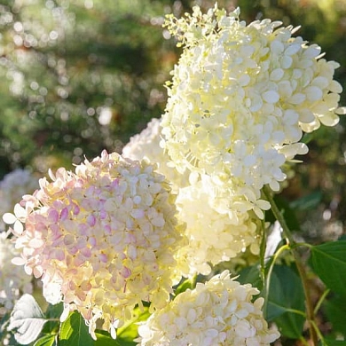 Грандифлора (Grandiflora)