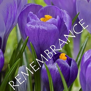 Remembrance (нет в наличии)