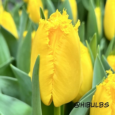 Fabio Yellow (нет в наличии)