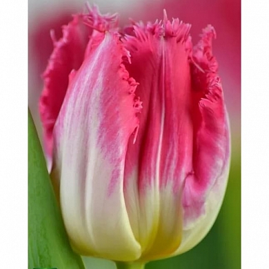 Тюльпан Ауксерре (Auxerre) (нет в наличии)