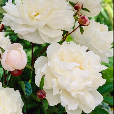 Пион Гардения (Gardenia) (нет в наличии)