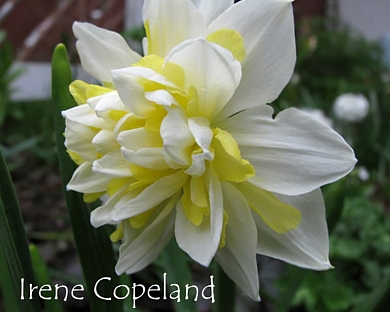 Irene copeland (нет в наличии)