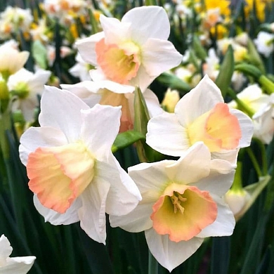 Cosmopolitan (нет в наличии)