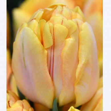 Foxy Foxtrot (нет в наличии)