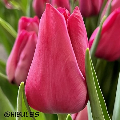 Тюльпан Свит Рози (Sweet Rosy) (нет в наличии)