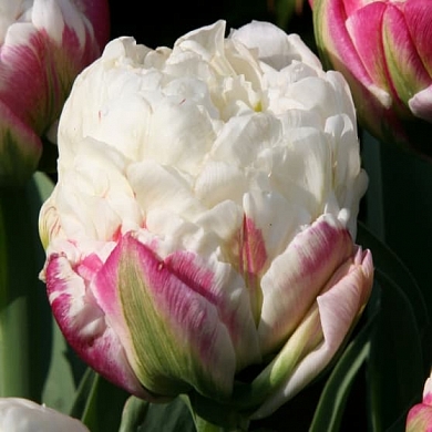 Ice Cream (нет в наличии)