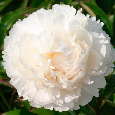 Пион Боул оф Крим (Bowl of Cream) (нет в наличии)