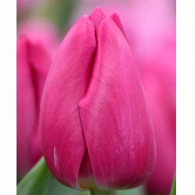 Barcelona (нет в наличии)