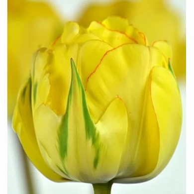 Akebono (нет в наличии)