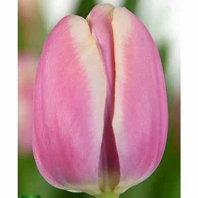 Тюльпан Джамбо Бьюти (Jumbo Beauty) (нет в наличии)