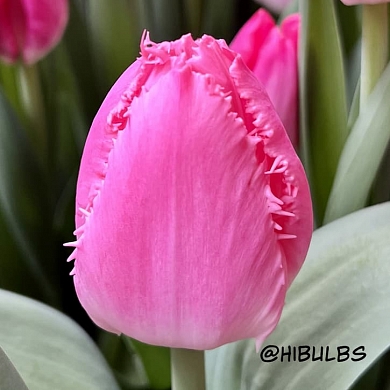 Cacharel (нет в наличии)