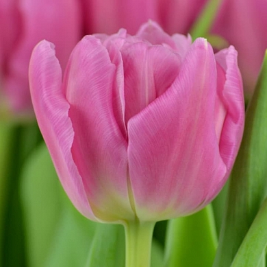 Dior (нет в наличии)