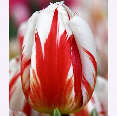 Happy Generation (нет в наличии)