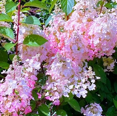 Гортензия Пинки Винки (Pinky Winky) (нет в наличии)