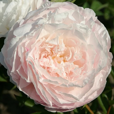 Пион Мазерс Чойс (Mothers Choice) (нет в наличии)