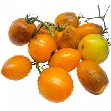 Томат Атомный закат (Atomic sunset) (6шт)