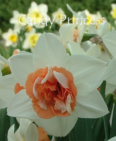 Candy Princess (нет в наличии)