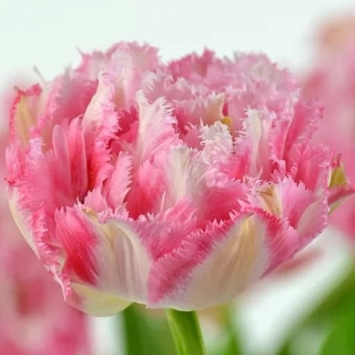 Crispion Sweet (нет в наличии)