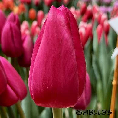 Elena Graffiti (нет в наличии)