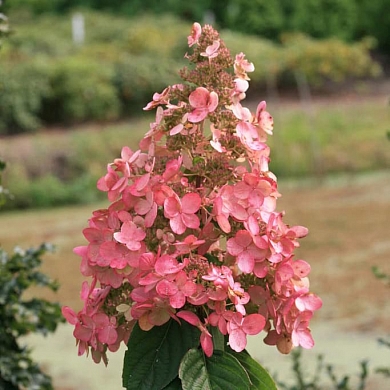 Гортензия Пинк Даймонд (Pink Diamond) (нет в наличии)