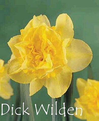 Dick wilden (нет в наличии)