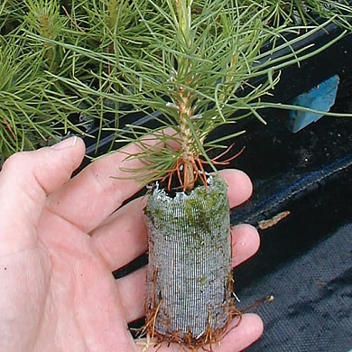 Jiffy-7 Forestry (36мм*100мм) 20 штук