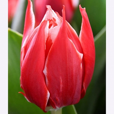 Championship (нет в наличии)