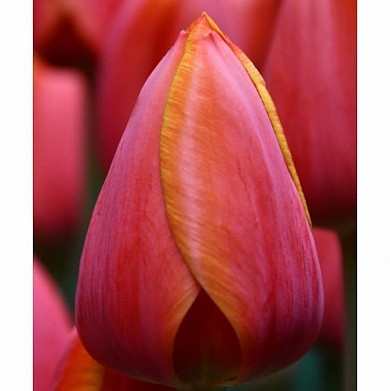 Ad Rem (нет в наличии)