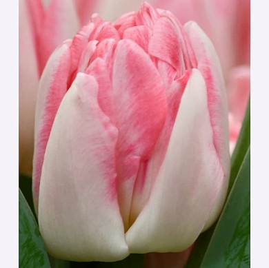 Foxtrot (нет в наличии)