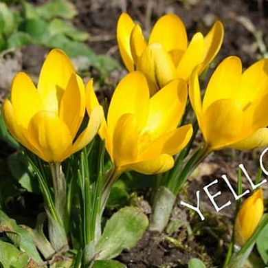 Yellow (нет в наличии)