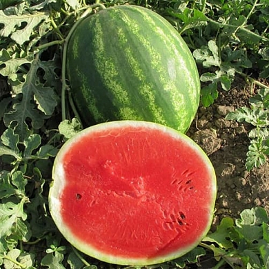 Талисман F1 (5шт)