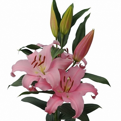 Think Pink