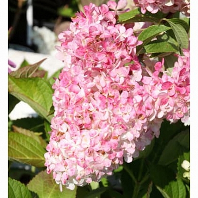 Гортензия Ванилла Фрейз (Vanille Fraise) (нет в наличии)