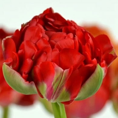 Gudoshnik Double (нет в наличии)