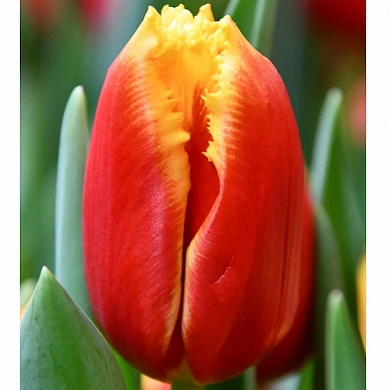 Davenport (нет в наличии)