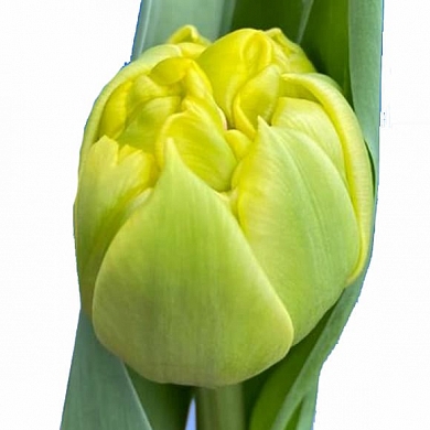 Dancing Queen (нет в наличии)