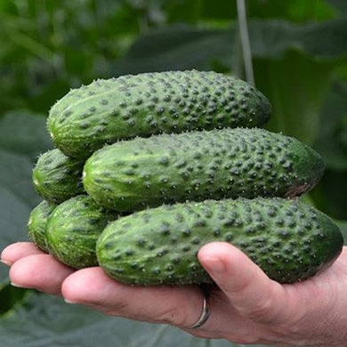 СВ 4097 ЦВ F1 (5шт)