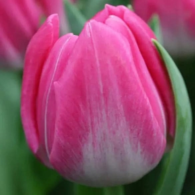 Тюльпан Кэнди Тайм (Candy Time) (нет в наличии)