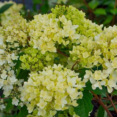 Гортензия Бомбшелл (Bombshell) (нет в наличии)