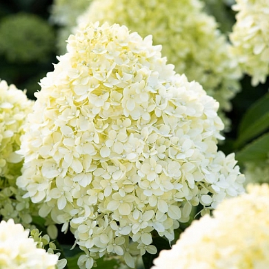 Коттон Крем (Cotton Cream) (нет в наличии)