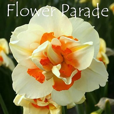 Flower parade (нет в наличии)