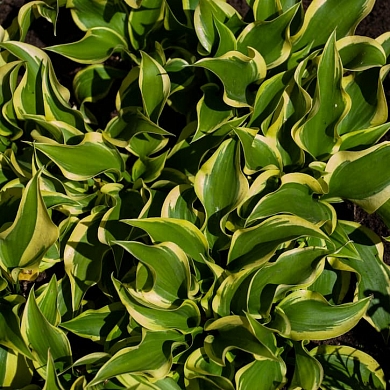 Christmas Pageant (нет в наличии)